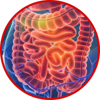 Digestive system illustration