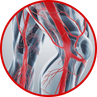 Knee joint blood vessels illustration